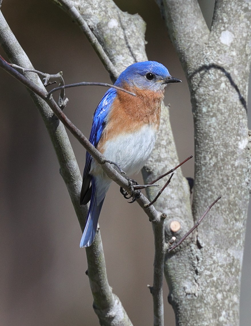 Eastern Bluebird - ML323918991