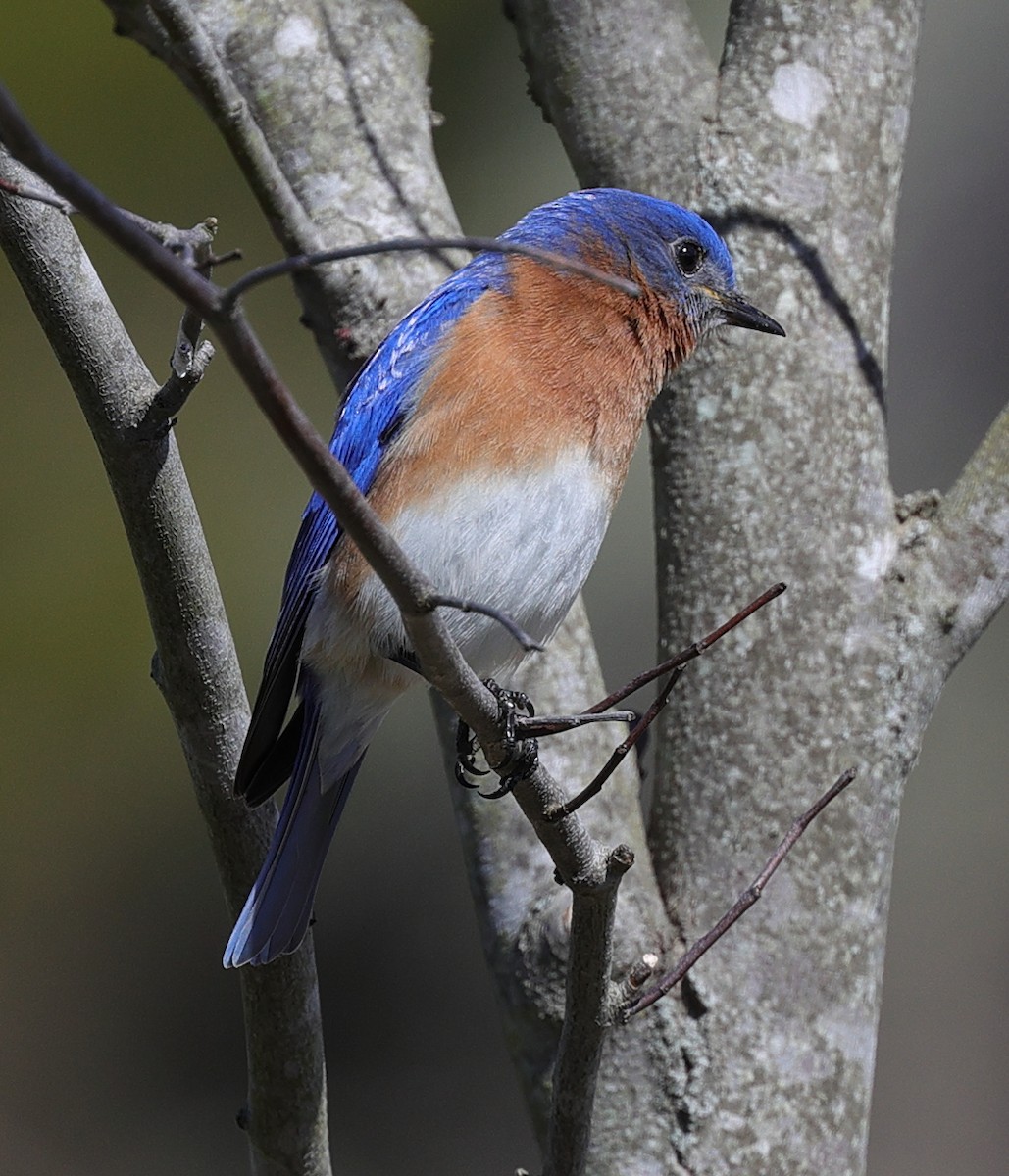 Eastern Bluebird - ML323919071