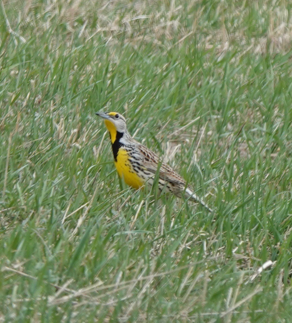 Eastern Meadowlark - ML323919111