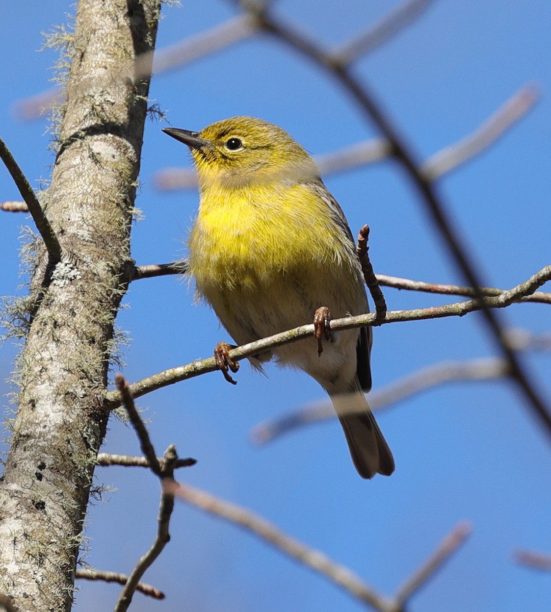 Pine Warbler - ML323919281