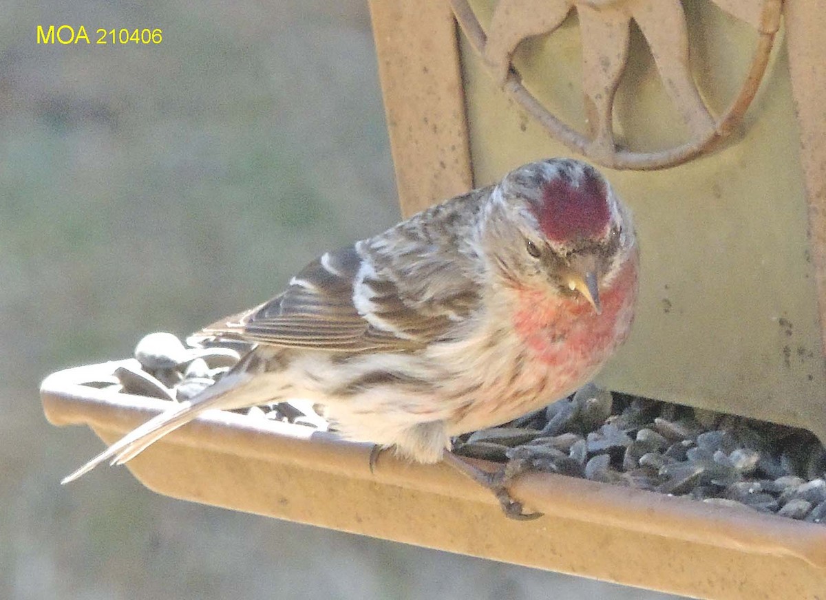 Common Redpoll - ML323919541