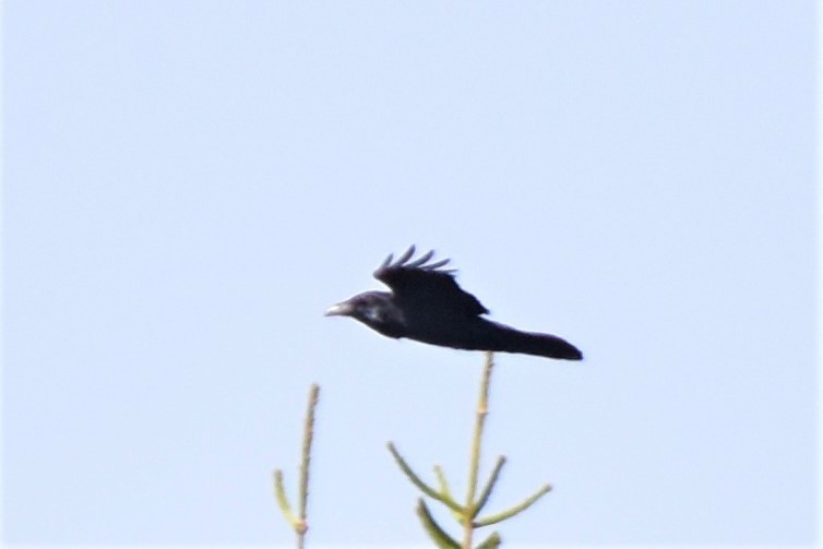 Common Raven - ML323922051