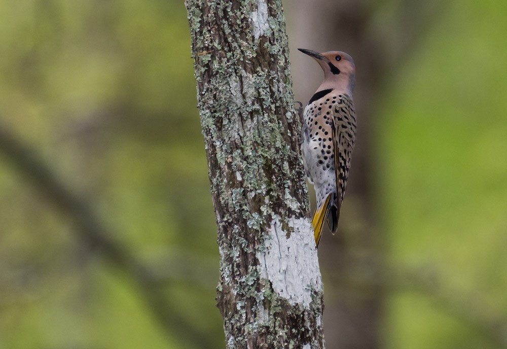 Northern Flicker - ML323922711