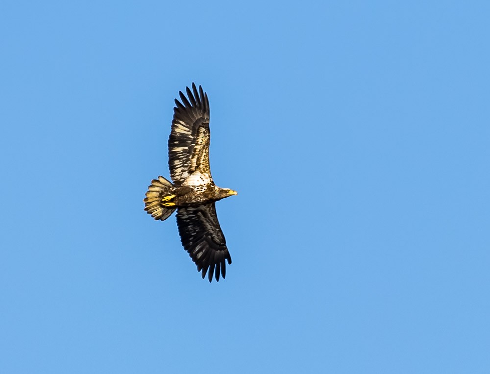 Bald Eagle - ML323923111