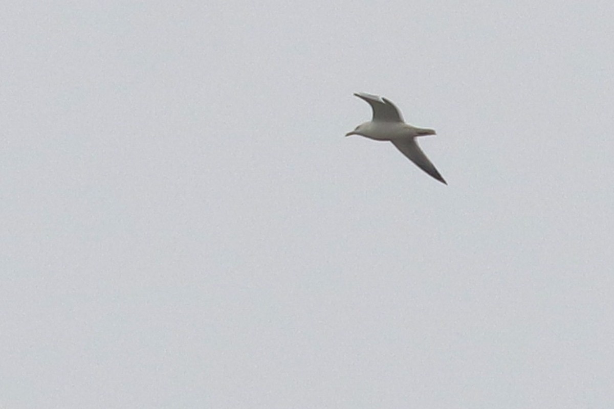 American Herring Gull - ML323924071