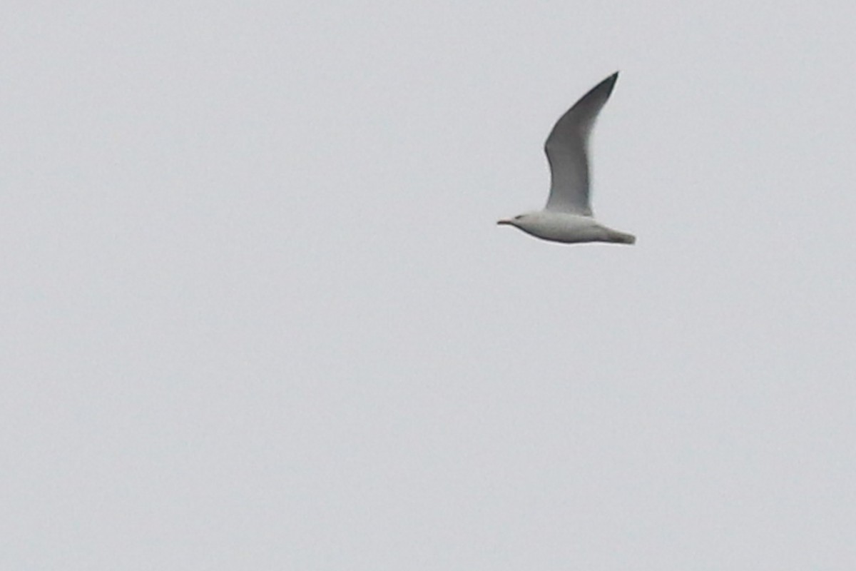 American Herring Gull - ML323924101