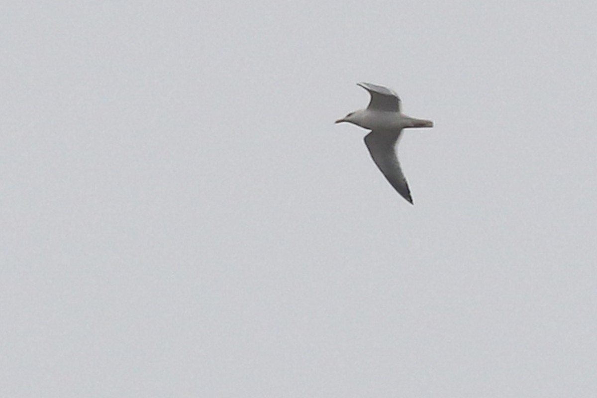 American Herring Gull - ML323924111