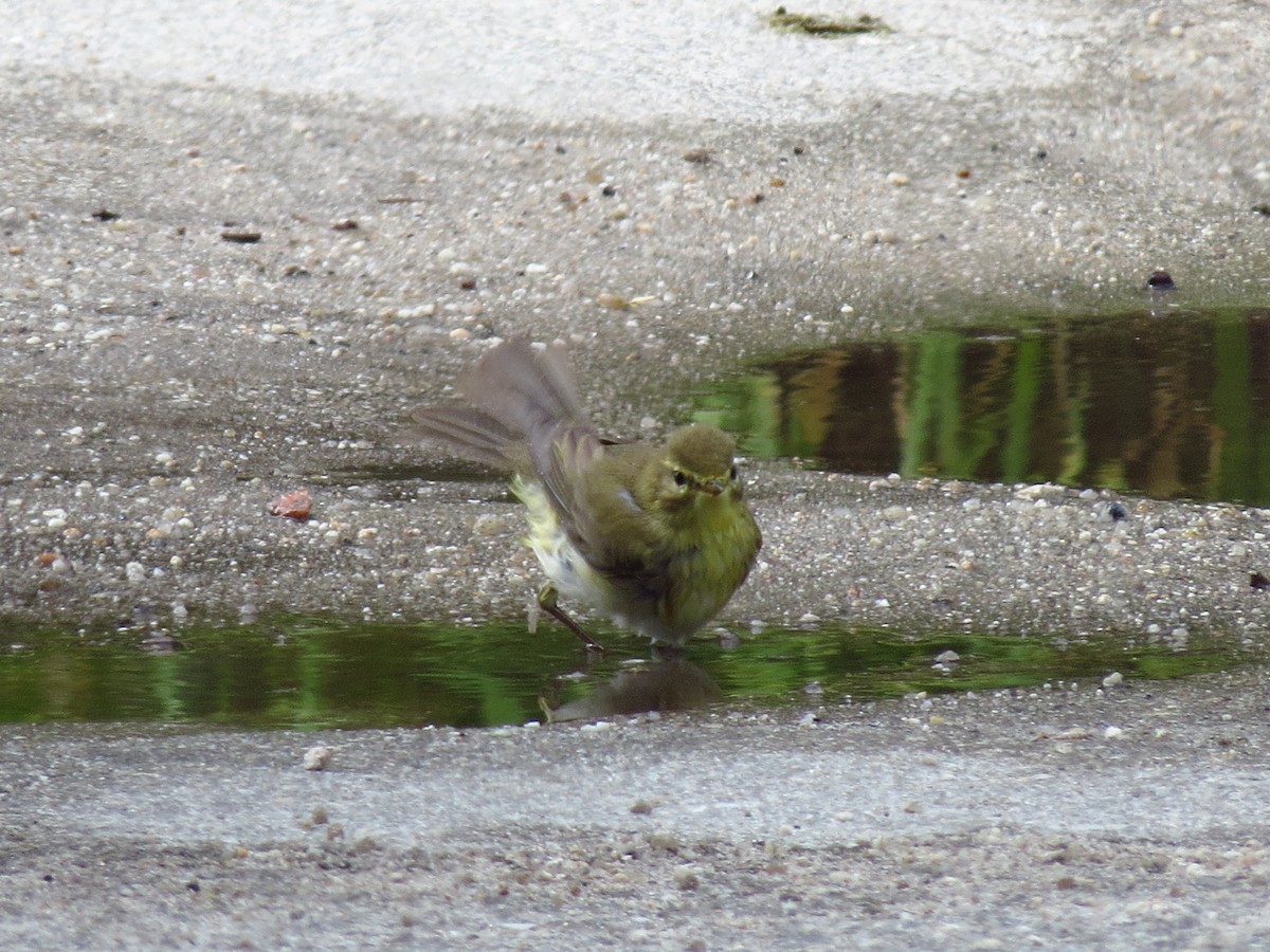 Common Chiffchaff - ML323924731