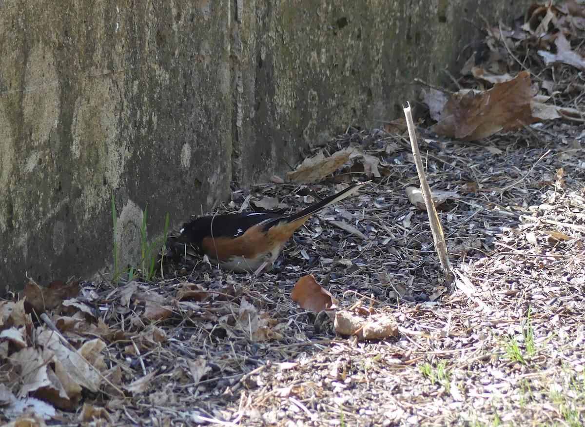 Eastern Towhee - ML323924851