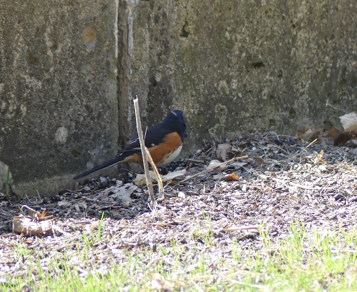 Eastern Towhee - ML323924881