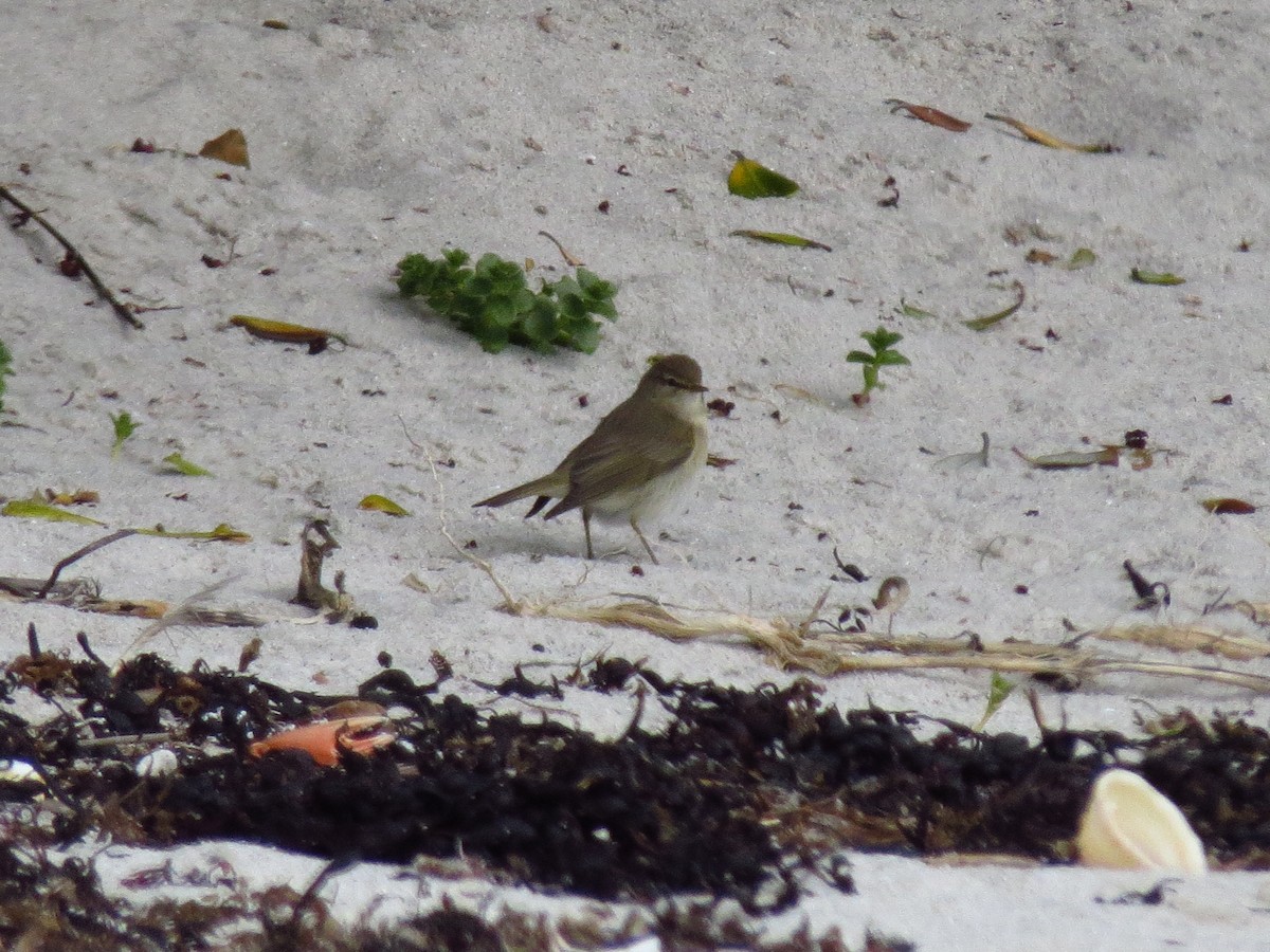 Common Chiffchaff - ML323925341