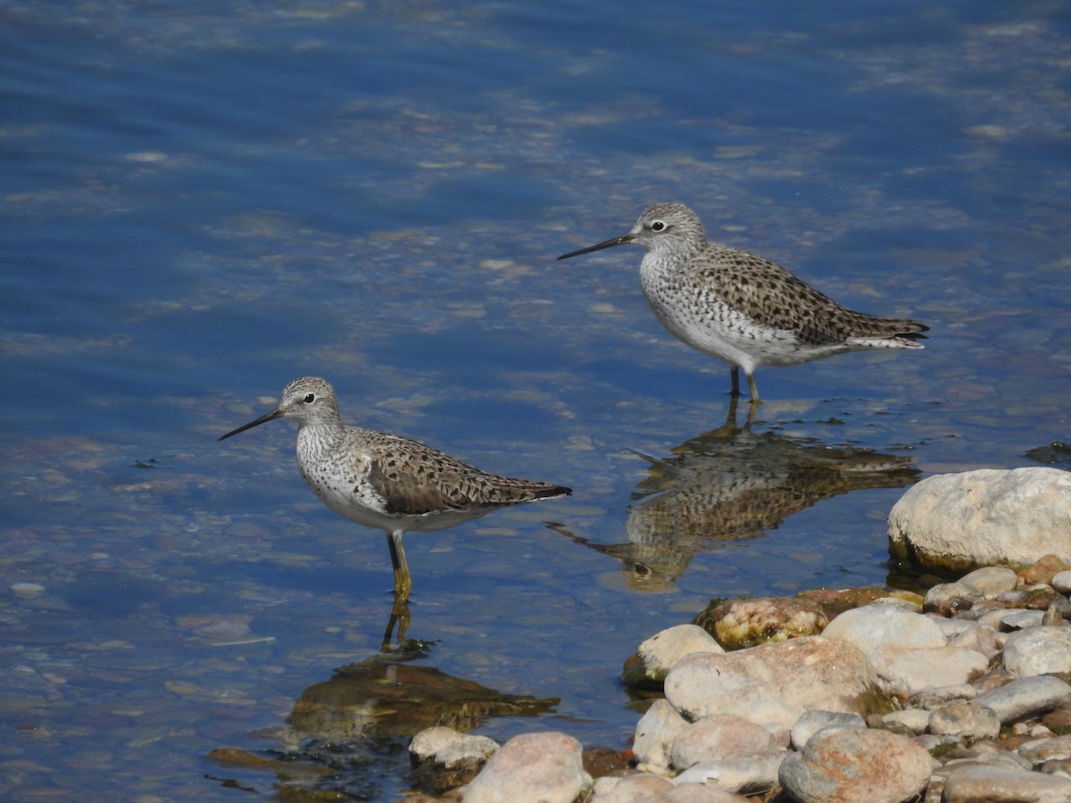 Teichwasserläufer - ML323926511