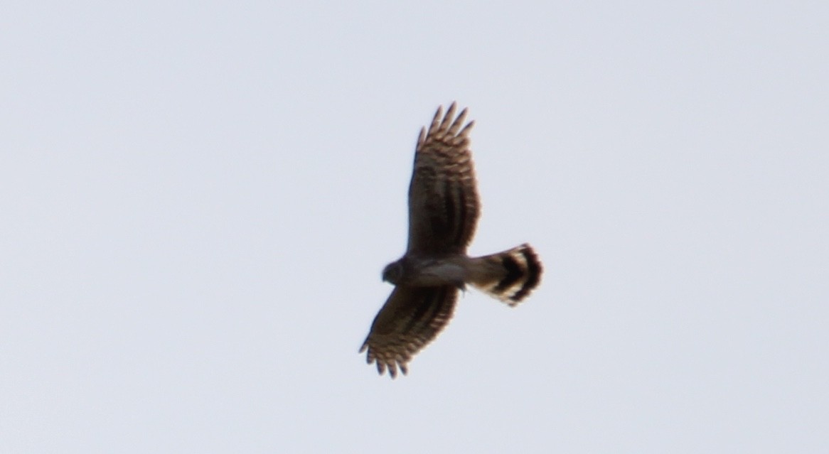 Aguilucho Pálido - ML323926751