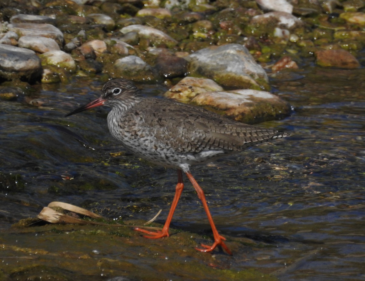 Common Redshank - ML323926781