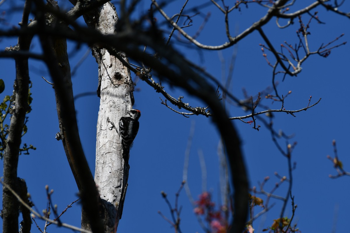 Downy/Hairy Woodpecker - ML323928021