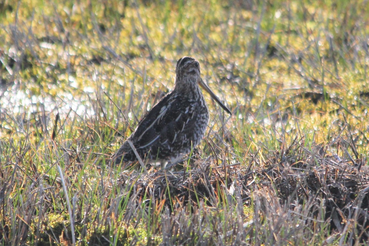 Wilson's Snipe - ML323929951