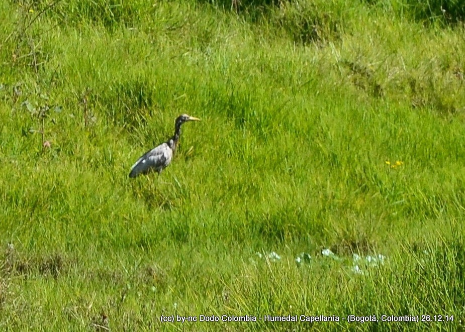 Little Blue Heron - ML323930481