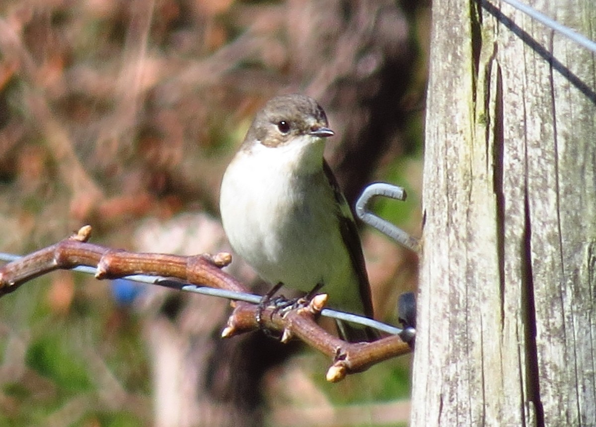 European Pied Flycatcher - Gary Prescott