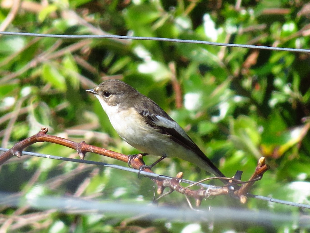 European Pied Flycatcher - Gary Prescott