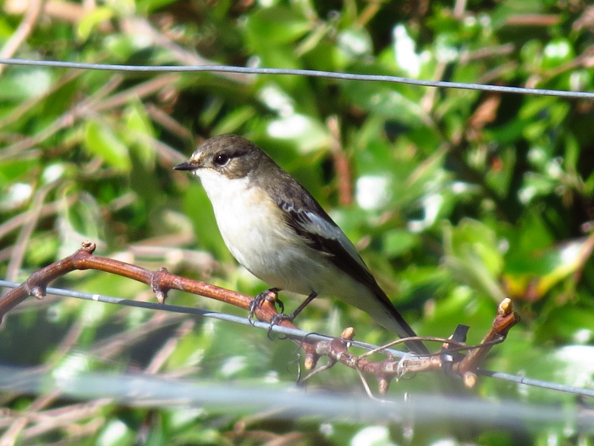 European Pied Flycatcher - Gary Prescott