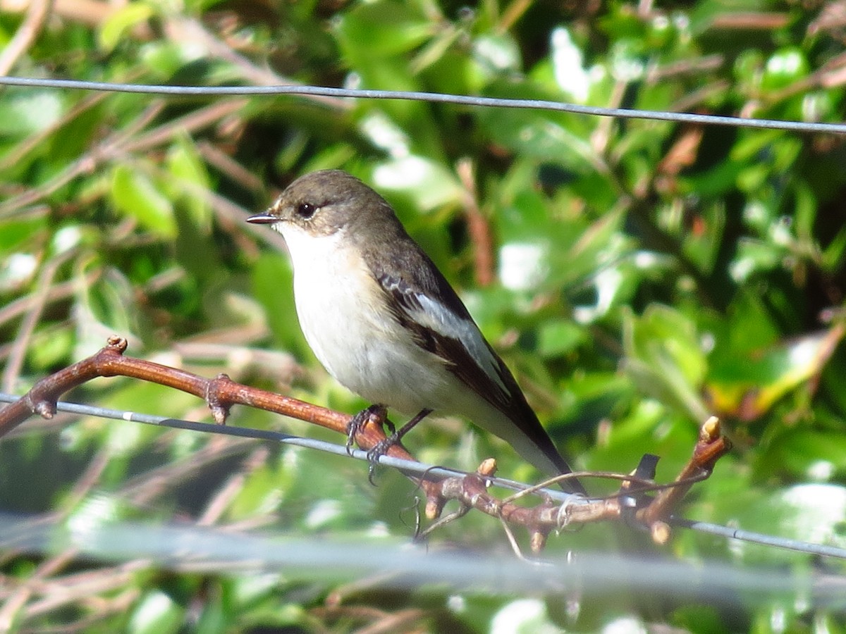 European Pied Flycatcher - ML323930741