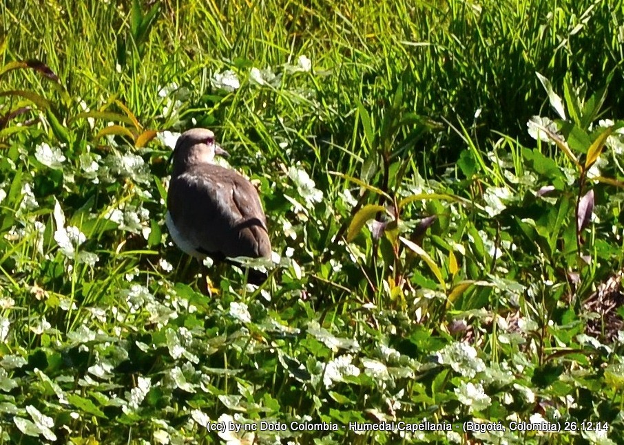 Southern Lapwing - ML323931231
