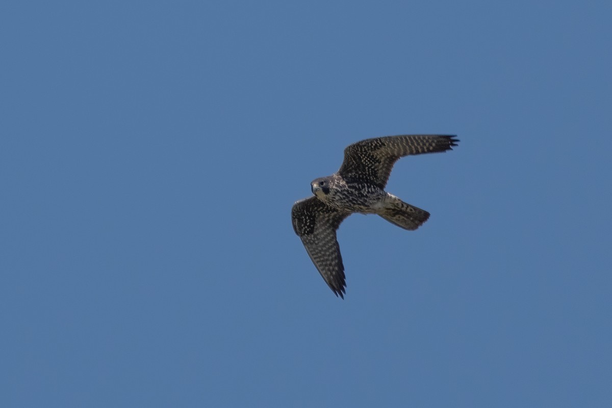 Peregrine Falcon - ML323931261