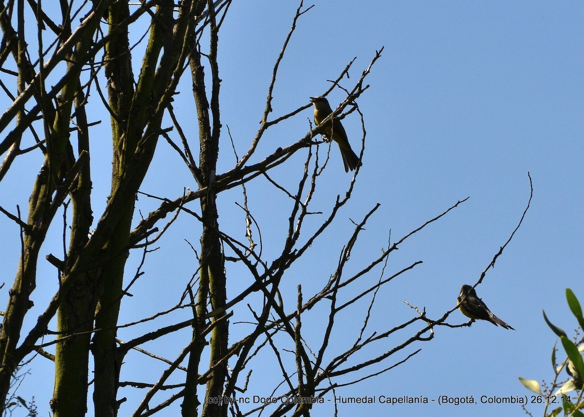 Tropical Kingbird - ML323931461