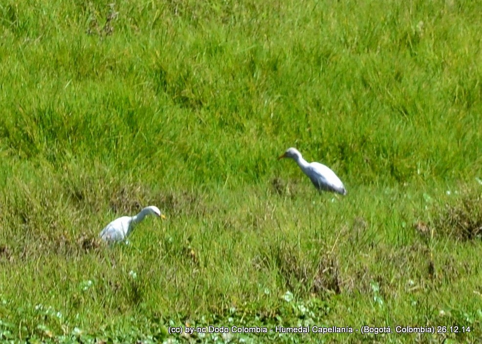 Western Cattle Egret - Dodo Colombia