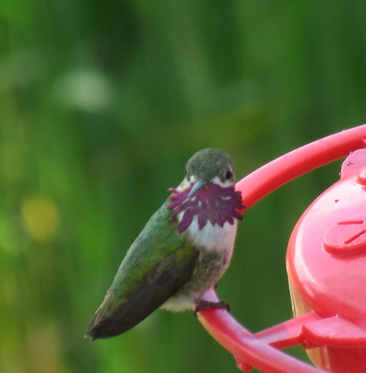 Calliope Hummingbird - Janet Rayner