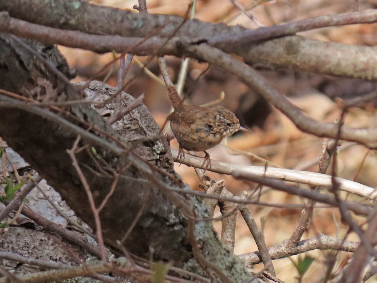 Winter Wren - ML323932381