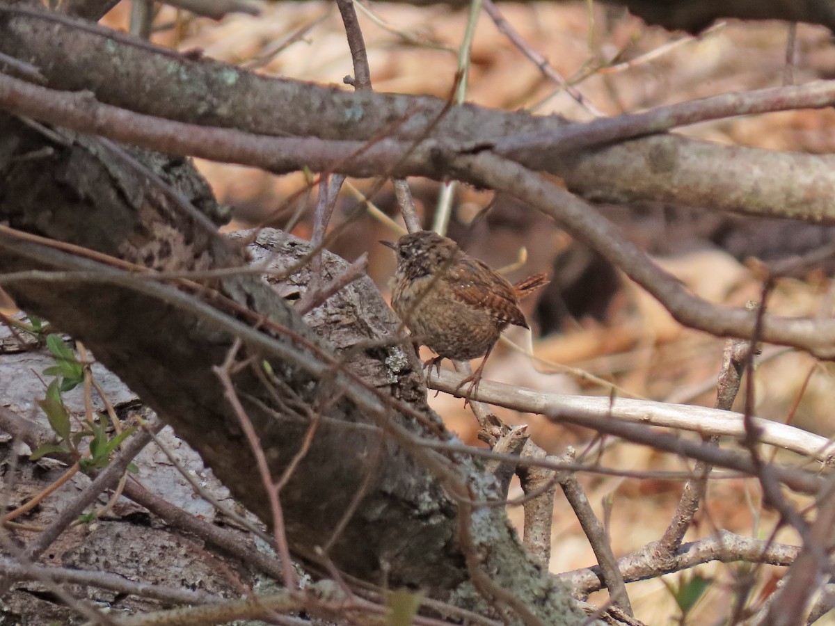 Winter Wren - ML323932391