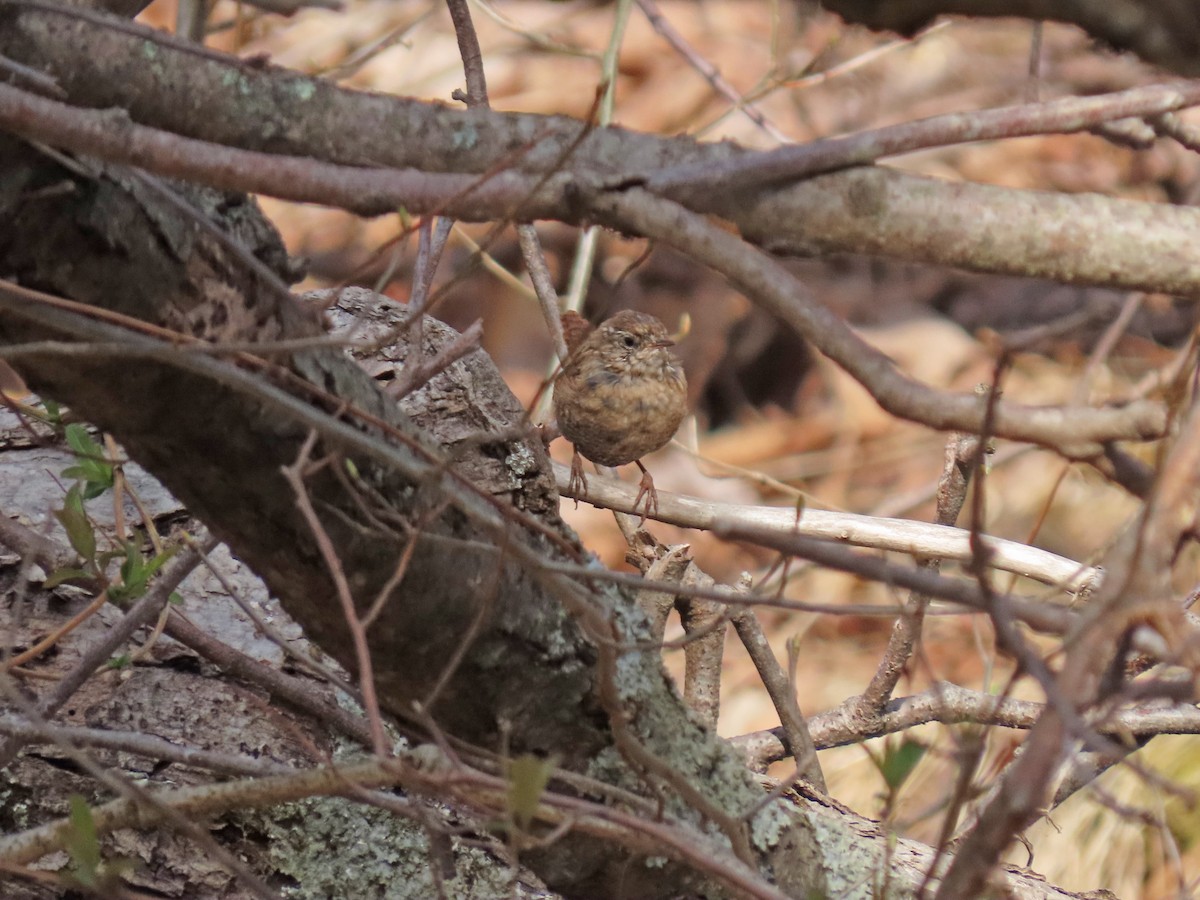 Winter Wren - ML323932401