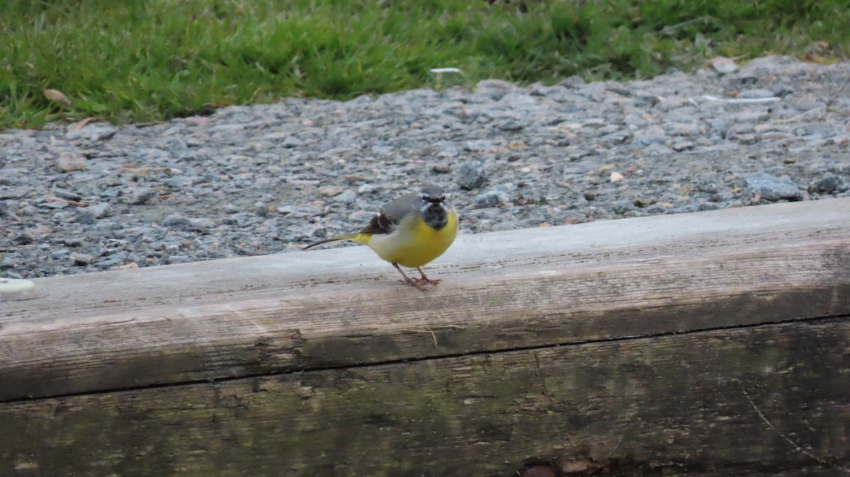 Gray Wagtail - ML323932851