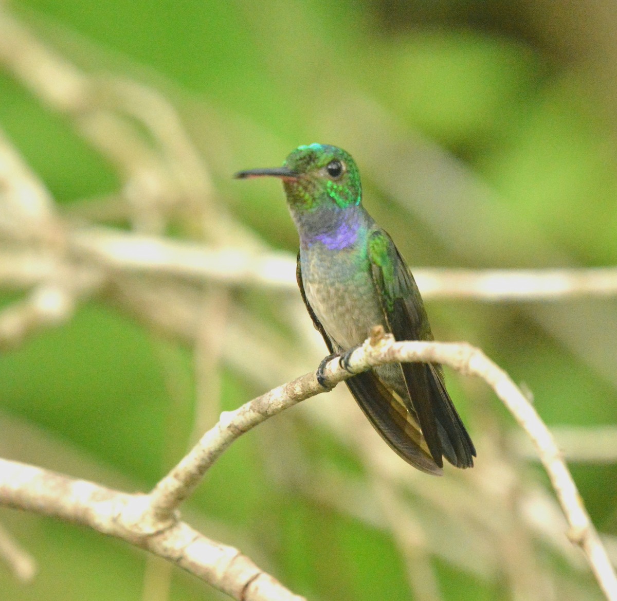 Blue-chested Hummingbird - Ricardo Aguilar