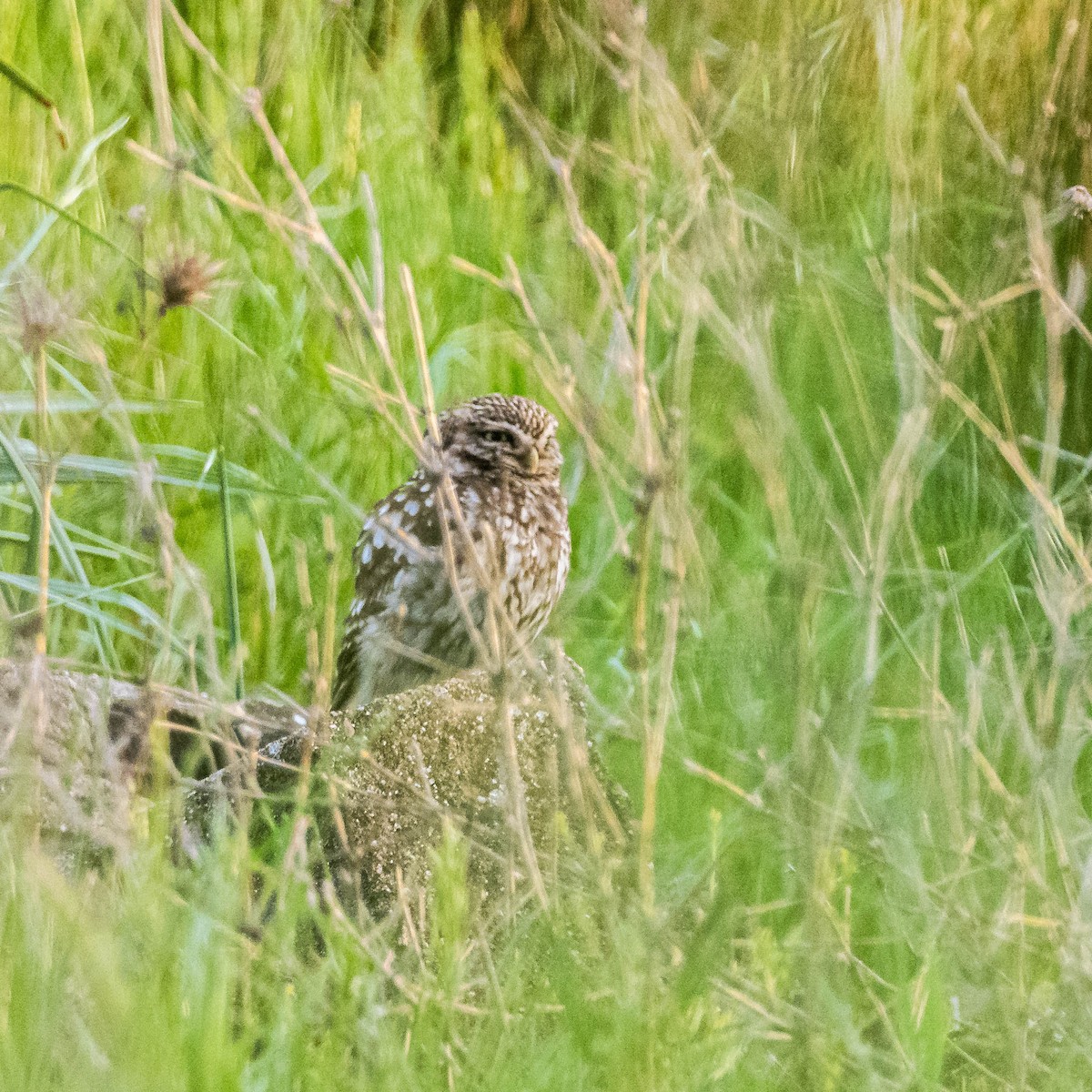 Mochuelo Europeo - ML323933281