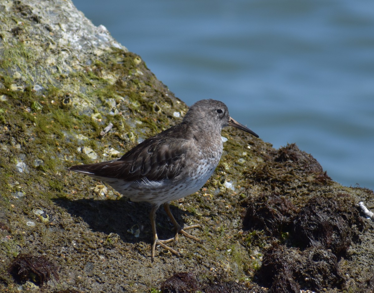 Purple Sandpiper - ML323933841