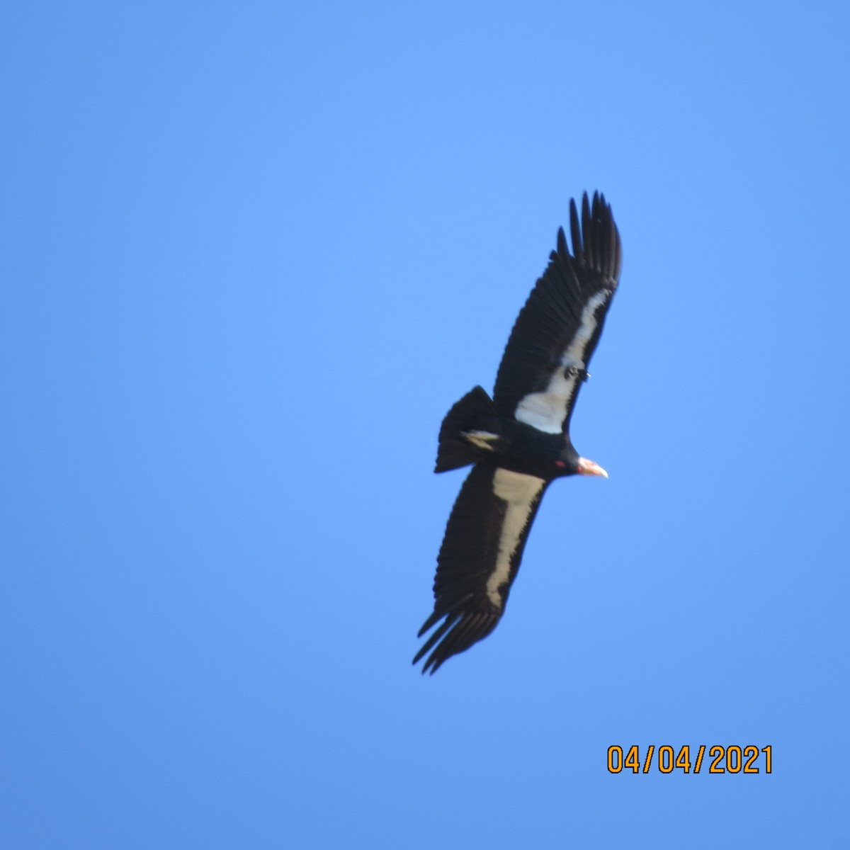 Condor de Californie - ML323934121