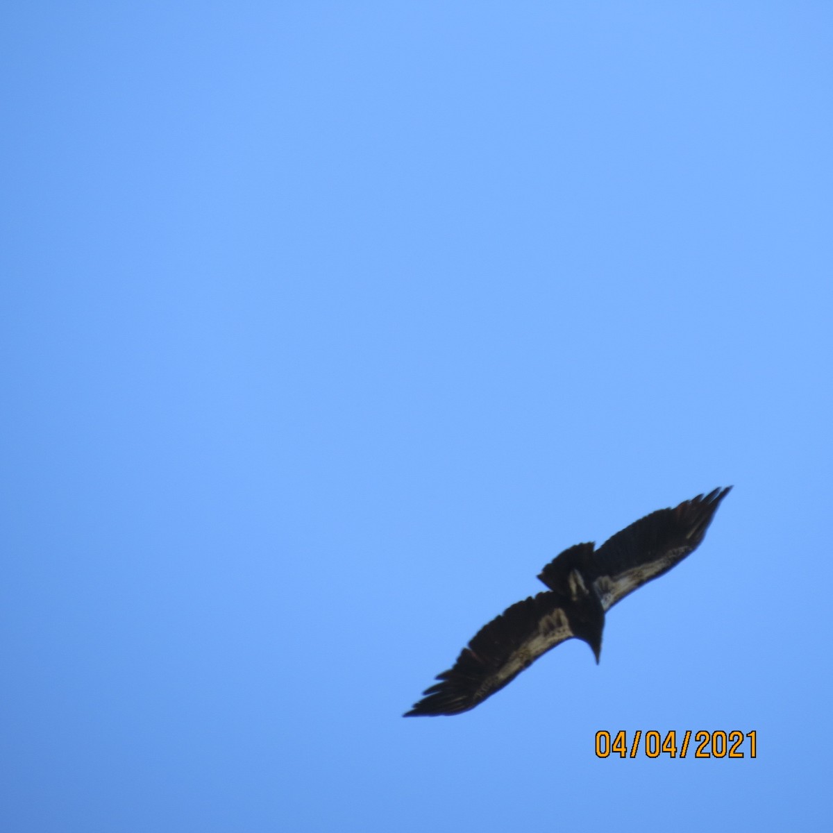 Condor de Californie - ML323934761