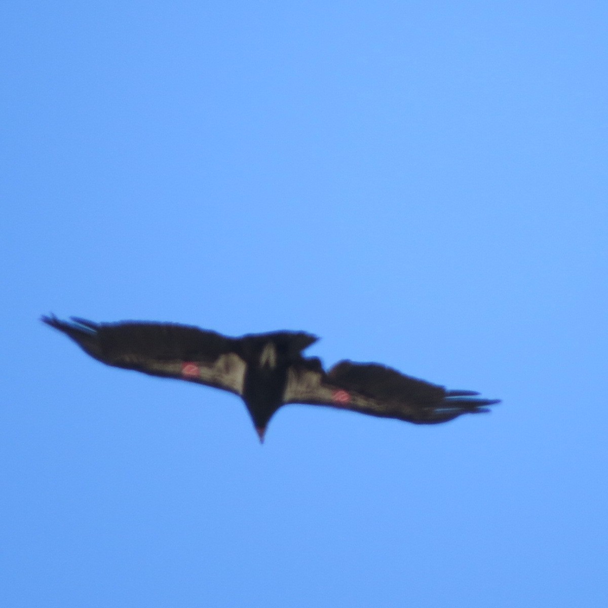 Condor de Californie - ML323935361