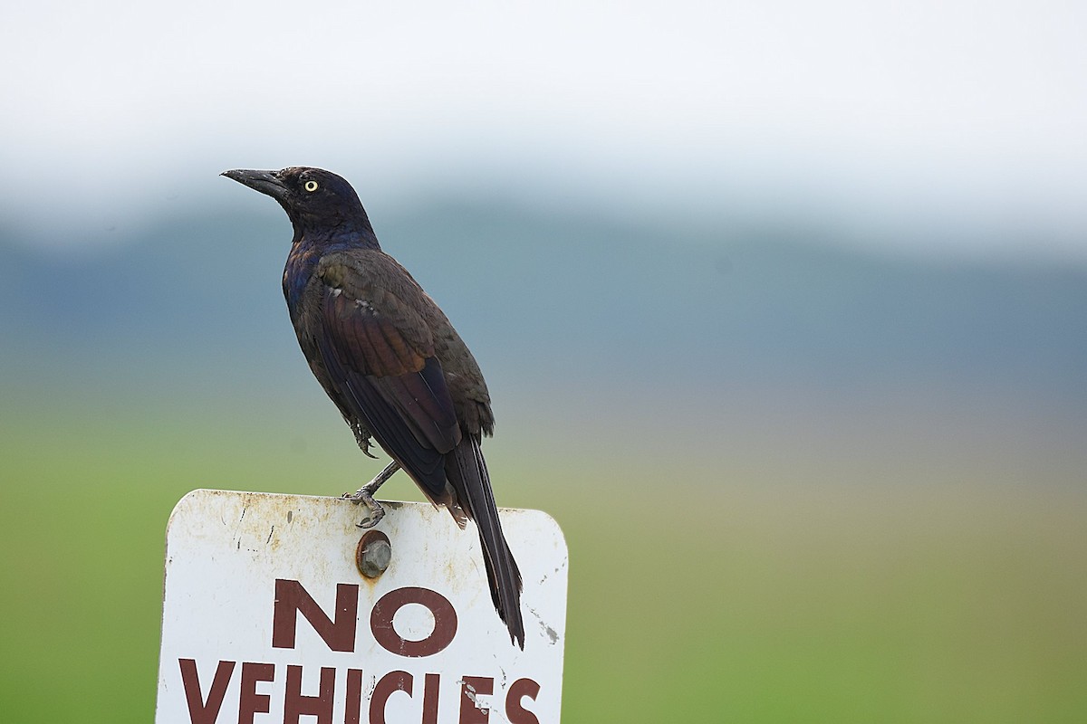 Common Grackle - ML32393871