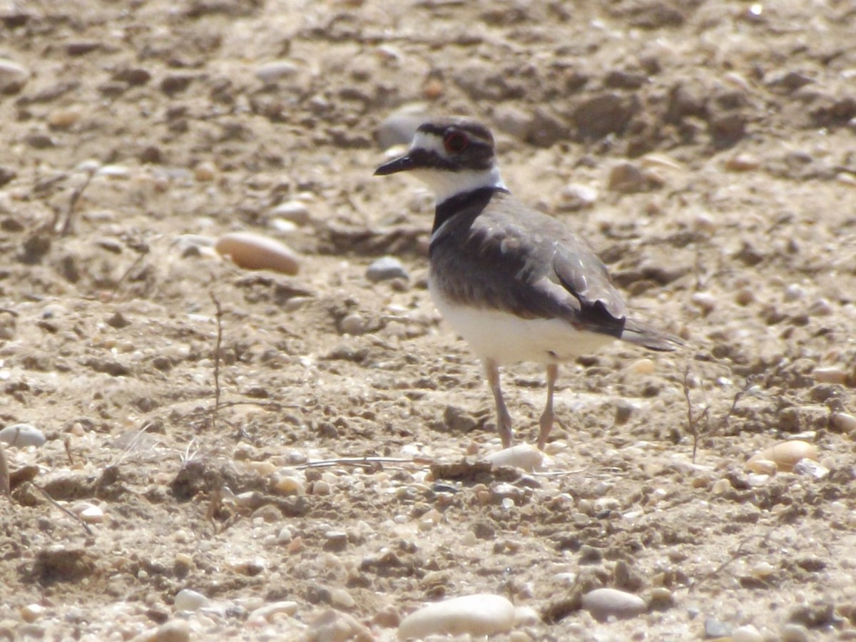 Killdeer - ML32393961