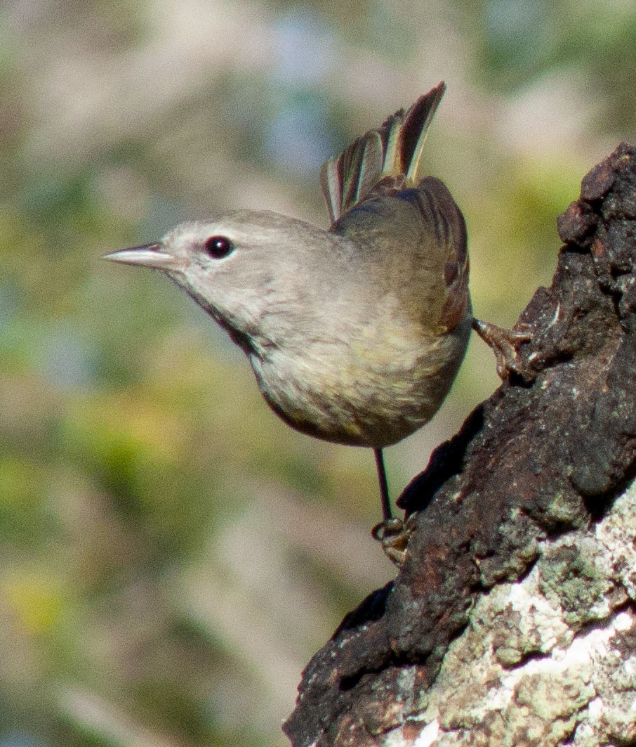 Orange-crowned Warbler - ML323940241