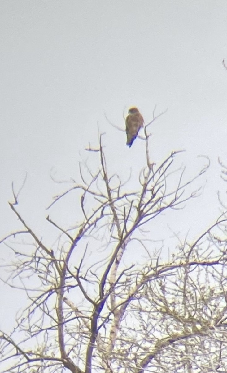 Swainson's Hawk - ML323940471