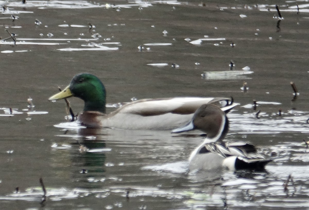 Шовтгор алаг нугас - ML323940941