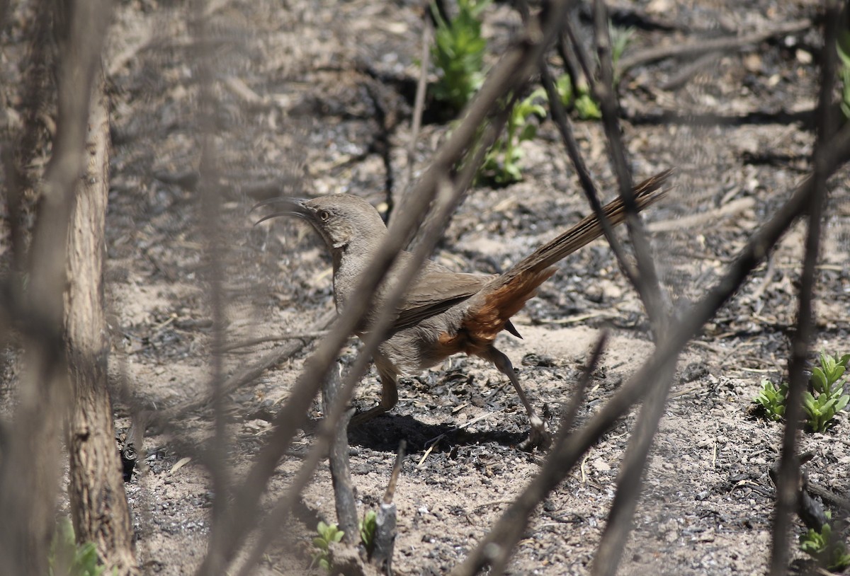 Crissal Thrasher - ML323941921