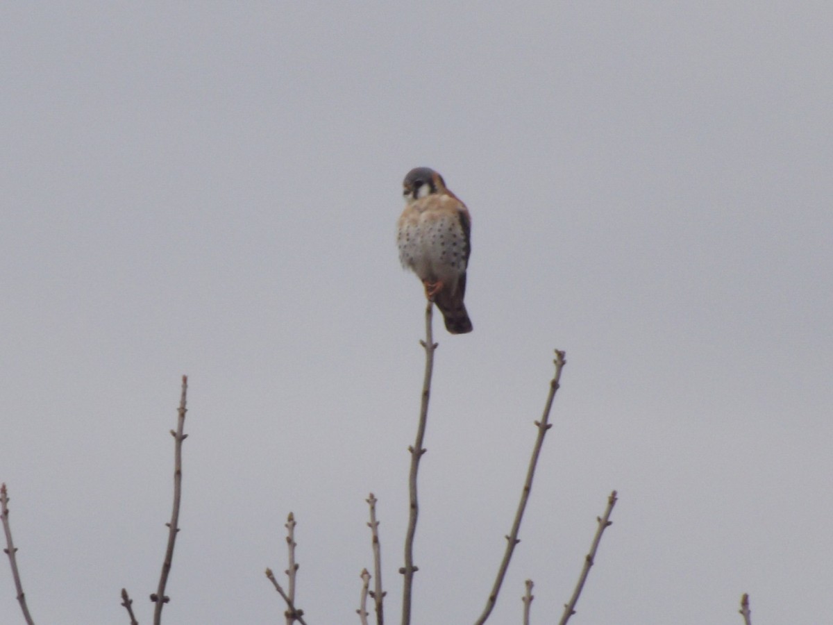 American Kestrel - ML32394221