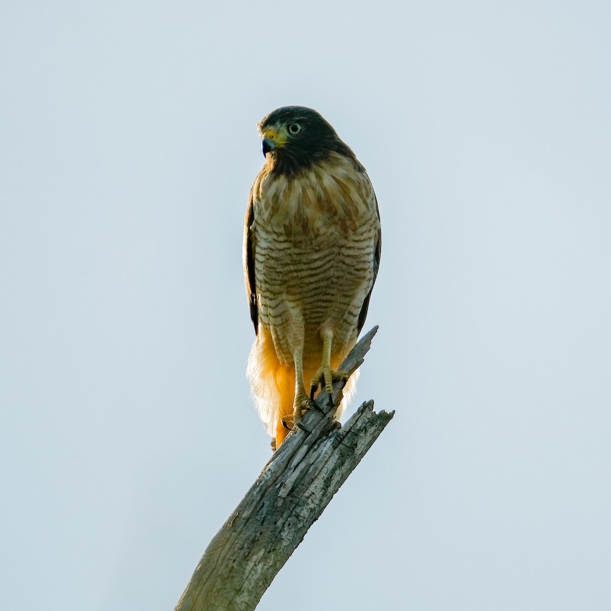 Roadside Hawk - Emma Walker