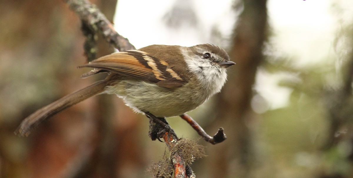 White-throated Tyrannulet - ML32394491