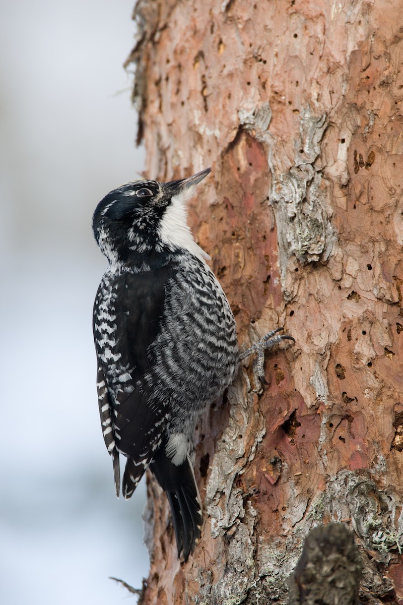 American Three-toed Woodpecker - Chris Wood